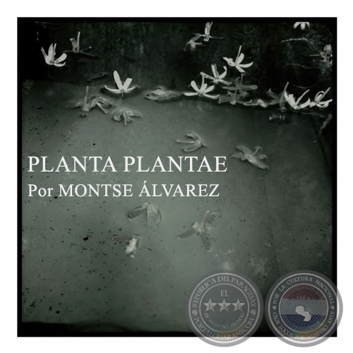 PLANTA PLANTAE - Por MONTSE ÁLVAREZ - Año 2015